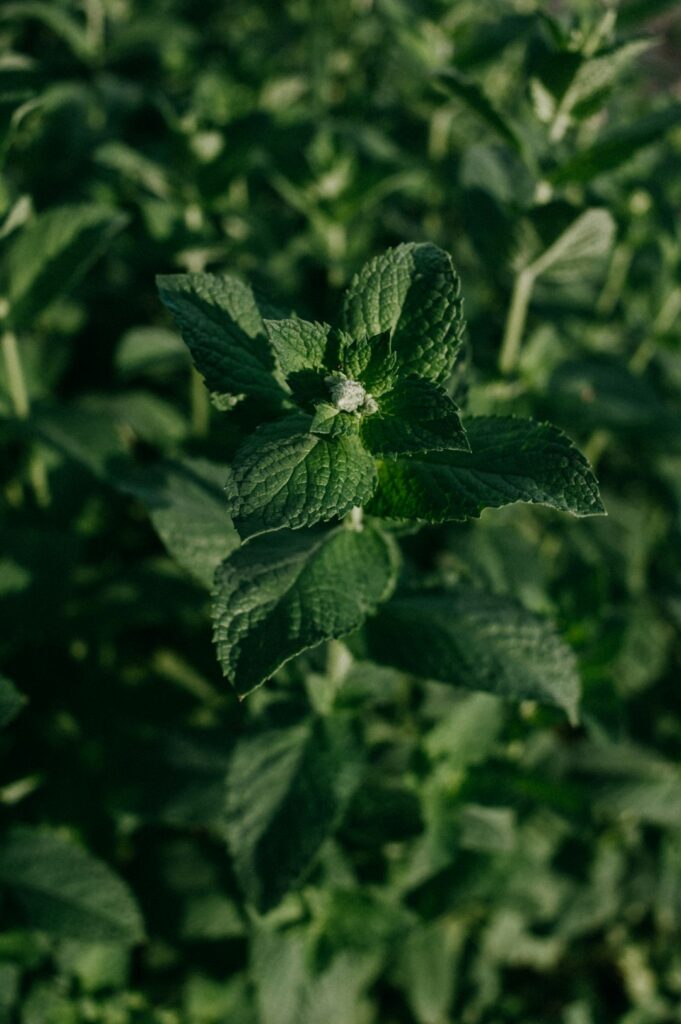 A person gently harvesting rosemary and sage from a sunny backyard herb garden.